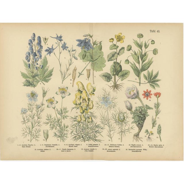 Late 19th Century Antique Botanical Charts of German Wildflowers, Stuttgart, 1885, Set of 6 For Sale - Image 5 of 9