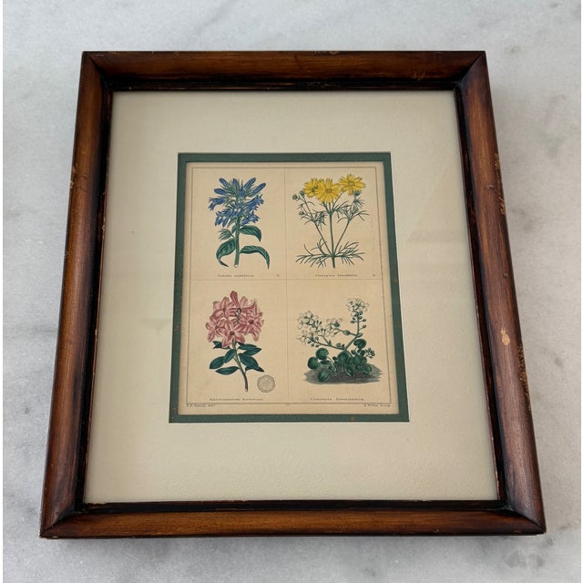 Pair of Framed Vintage Botanical Flower Specimen Prints For Sale In Austin - Image 6 of 18