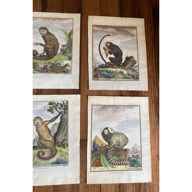 Paper Set of Eight Authentic 19th Century Buffon Color Engravings of Different Monkeys. For Sale - Image 7 of 7