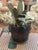 Black Vintage French Tole Cache Pot For Sale - Image 8 of 10
