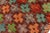 Textile Eclectic Balochi Brown/Rust Wool Rug - 3'3''x4'11'' For Sale - Image 7 of 11