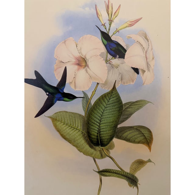 1990s Framed Prints, Set of 4, Swallow-Tail, Refulgent Wood Nymph, Black-Banded Wood Nymph, Blue-Crowned Wood Nymph Hummingbird Hill House Editions For Sale - Image 16 of 17