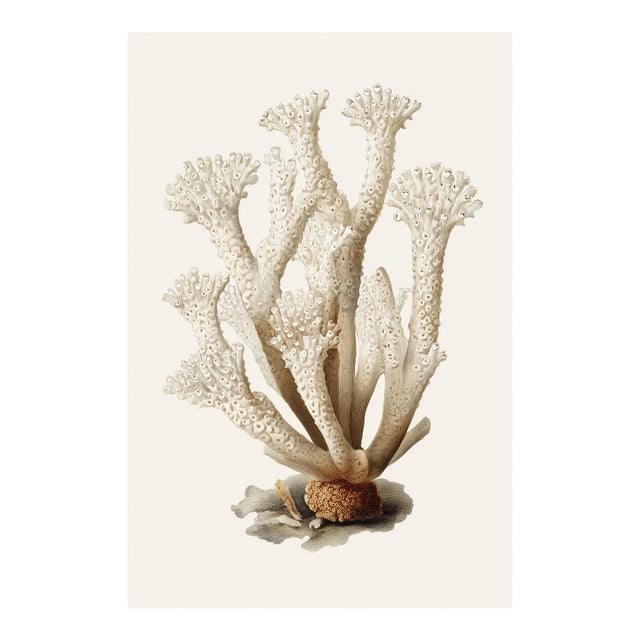 White Coral Botanical Fine Art Print No. 1 - Natural History Coastal Illustration | Neutral Color Palette For Sale