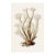 White Coral Botanical Fine Art Print No. 1 - Natural History Coastal Illustration | Neutral Color Palette For Sale