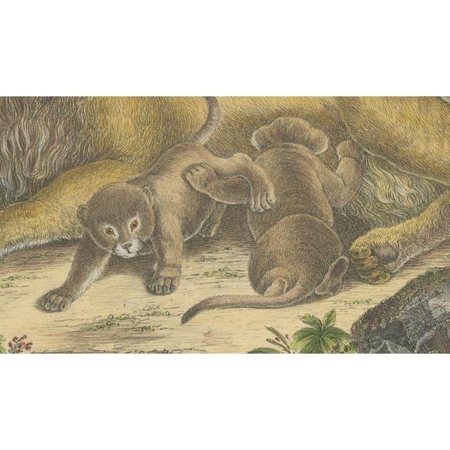 Paper Karl Joseph Brodtmann, Lioness with Cubs, 1816, Lithograph For Sale - Image 7 of 10