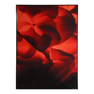 Red and Black Macro Flowers, Jonathan Singer, Print For Sale