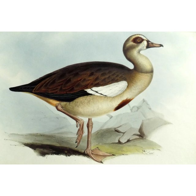 Egyptian Goose Original Print by John Gould, 1837 For Sale - Image 6 of 6