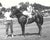 July 1965 black and white photograph of Cajun Joy in the winner's circle at Marble Downs in Carthage, Missouri. Jockey...