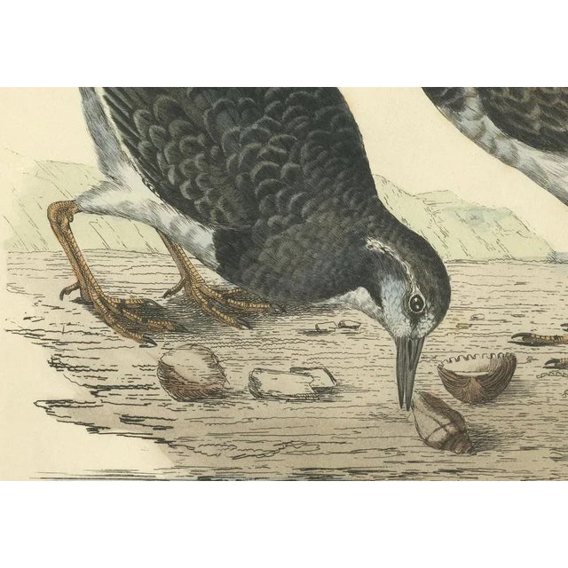 Depiction of the Common Turnstone, Seasonal and Sexual Plumage Variations, 1826, Print For Sale - Image 3 of 7