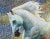 Large Vintage Pointilist Oil Painting of a White Horse With Rainbow Color Background For Sale In New York - Image 6 of 6