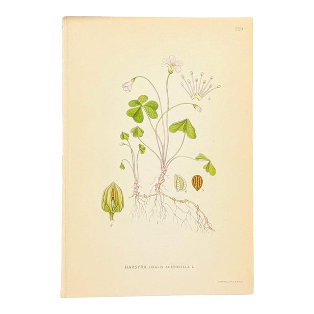 Nordens Flora Wood Sorrel Chromolithograph | Antique Swedish Botanical Print, C. A. M. Lindman For Sale