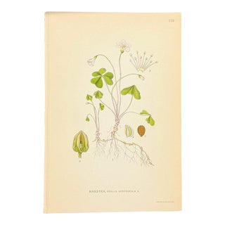 Nordic Wood Sorrel Chromolithograph | Antique Swedish Botanical Print For Sale