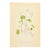 Nordic Wood Sorrel Chromolithograph | Antique Swedish Botanical Print For Sale