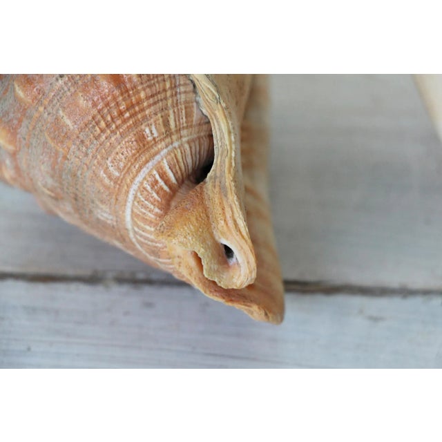 Vintage Conch Shells - a Pair For Sale - Image 12 of 13