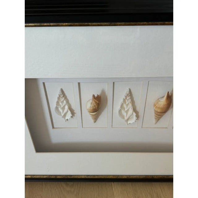 Coastal Large Black Framed Shell Shadow Box Picture From Barclay Butera For Sale - Image 3 of 6