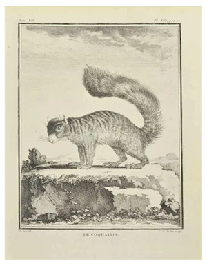 Pierre Francois Tardieut, Le Coquallin, Etching, 1771