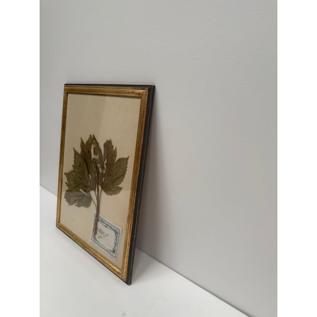 Set of Three Vintage Pressed Botanicals For Sale - Image 13 of 18