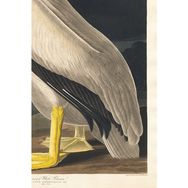 American White Pelican (Audubon), Vintage Art Print Reproduction, 40" X 60" For Sale - Image 9 of 9
