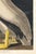 American White Pelican (Audubon), Vintage Art Print Reproduction, 40" X 60" For Sale - Image 9 of 9