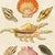 Illustration Vintage Seashells Fine Art Reproduction Print (2), Framed For Sale - Image 3 of 6