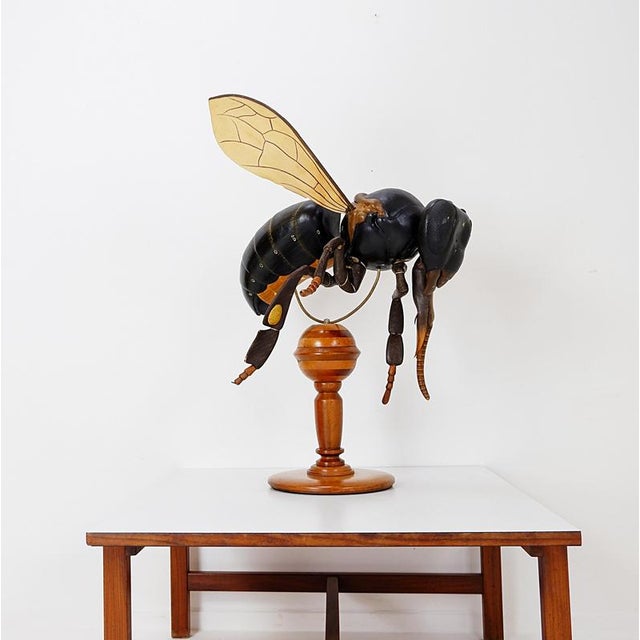 Large Didactical Model of a Bee, 1950 For Sale - Image 9 of 16
