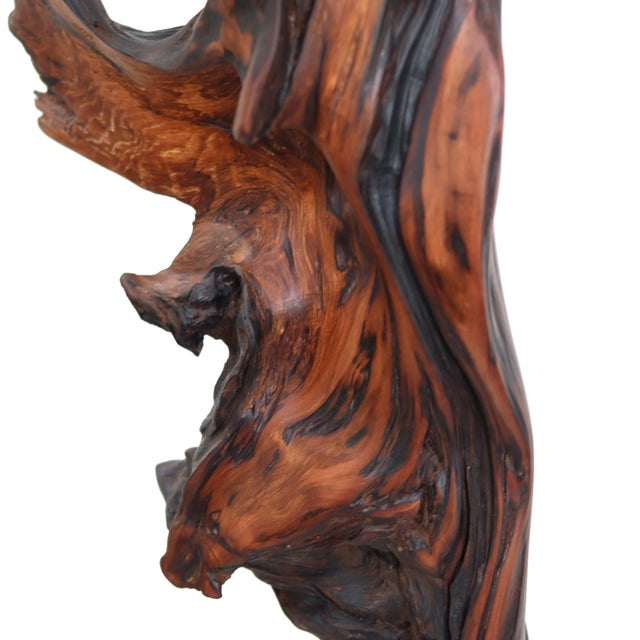 Deep Roots - Elegant Organic Abstract Redwood Sculpture With Maple Base Original Artwork by Joe Garnero For Sale - Image 4 of 10