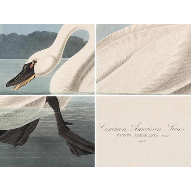 The Abbeville Press edition (1985) of the Common American Swan (Plate 411) facsimile is a world-class reproduction of John...