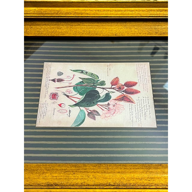 Paragon Botanical & Fruit Prints in Monumental Architectural Giltwood Frames, Pair For Sale In Jacksonville, FL - Image 6 of 16