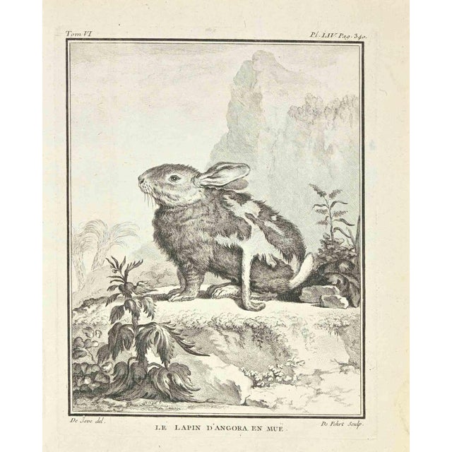 Le Lapin D'angora en Mue is an etching made by Antoine Defehrt in 1771. It belongs to the suite "Natural, general and...