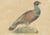 Karl Joseph Brodtmann, Game Birds & Bustard, 1816, Lithograph For Sale - Image 6 of 9