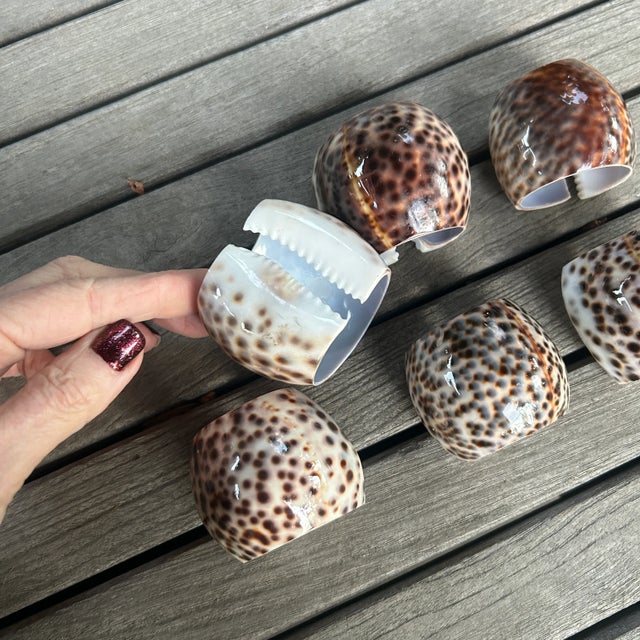 Natural Tiger Cowrie Shell Napkin Rings- Set of 6 For Sale - Image 4 of 7