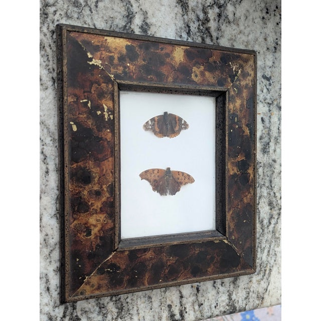 Vintage Taxidermy Butterflies Framed in an Oil Drop Frame For Sale - Image 11 of 14