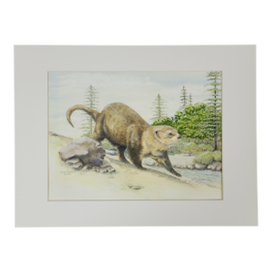 River Otter Painting Mixed Media on Paper Pamela Baldwin