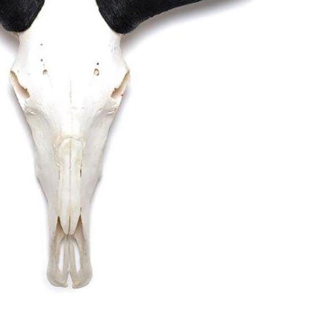 Contemporary African Wildebeest Horn, Full Skull For Sale - Image 3 of 4