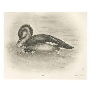 After Lilian Medland, Merganser and Young, 1909, Print For Sale