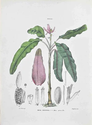 Vincenzo Tenore, The Musa Speciosa, Lithograph, 1870s