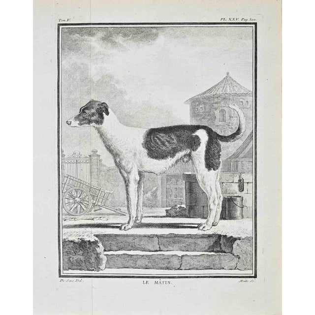 Buffon, histoire naturelle, 1767–1771 – tom. V, pl. Xxv (p. 300): le mâtin copper engraving depicting le mâtin (mastiff-...