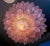 1990s Pink Amethyst Murano Glass Leave Ceiling Light, 1990 For Sale - Image 5 of 11