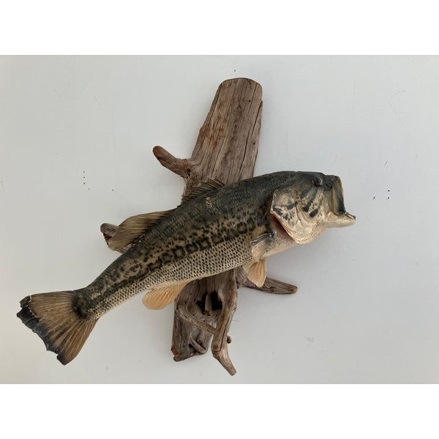 Largemouth Bass Taxidermy by Heinemann Taxidermy-American Sporting Folk Art, Mid-20th Century For Sale - Image 12 of 14