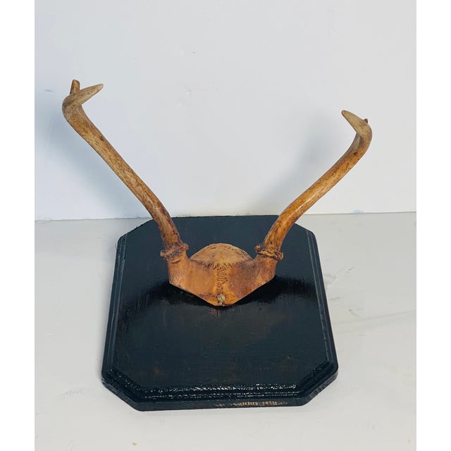 Rustic Antique Roe Deer Antlers on Plaque For Sale - Image 3 of 3