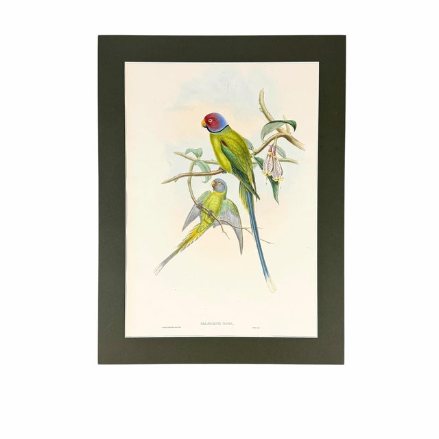 Presented in a dark green archival mat measuring 18 x 24 inches, this antique hand-colored parakeet lithograph displays...