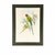 Presented in a dark green archival mat measuring 18 x 24 inches, this antique hand-colored parakeet lithograph displays...