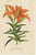 : This collection features three hand-colored botanical prints showcasing different species of the Lilium genus from...
