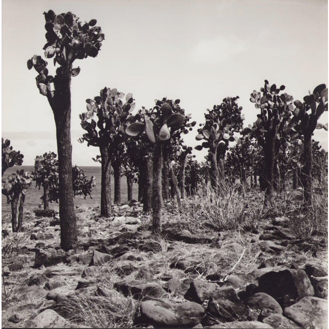 Hanna Seidel, Galápagos Cactus Forest, Black and White Photograph, 1960s For Sale - Image 3 of 3