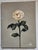 Impressionist White Rose Oil Painting by Vivek Mandalia For Sale - Image 3 of 3