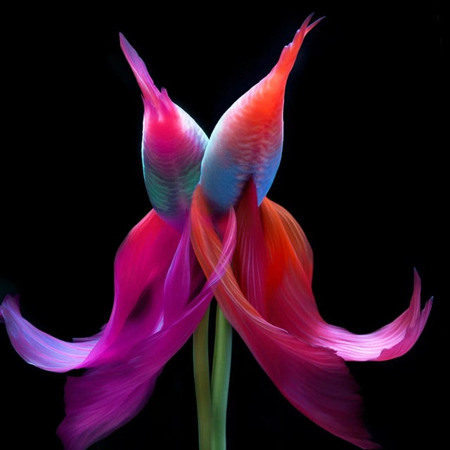 "Twinn Towers" Contemporary Original Still Life Fish and Botanical Photograph by Michael Filonow For Sale