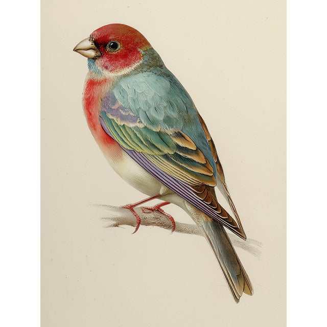 19th-Century Bird Illustrations — Fine Art Print Collection | Unframed For Sale - Image 4 of 17