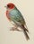 19th-Century Bird Illustrations — Fine Art Print Collection | Unframed For Sale - Image 4 of 17