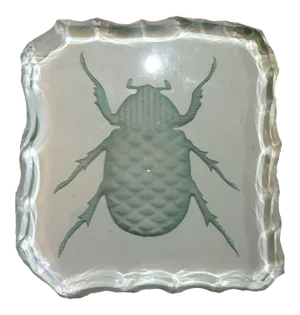 Glass Engraved Scarab Beetle Coaster