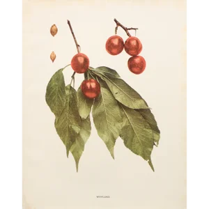 1900s U. P. Hedrick, Original Antique Photogravure of Wayland Plums